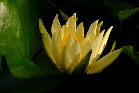 Yellow pond aquatic plant