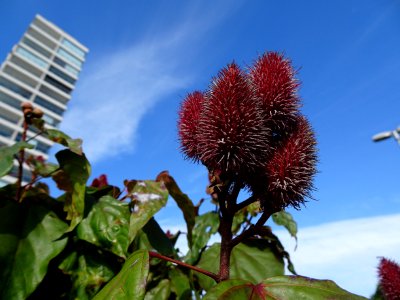 urucueiro / Urucum  "Bixa orellana"