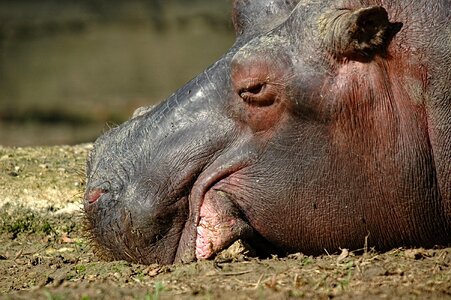 Nap ungulates animal