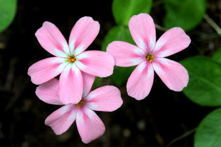 Phlox adsurgens