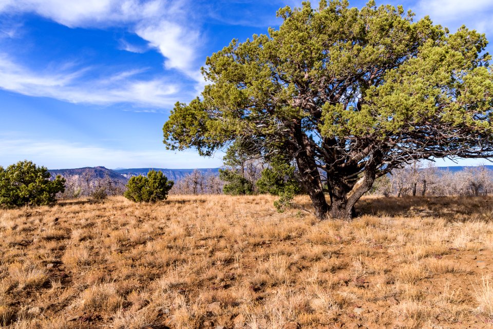 Munds Mountain Trail