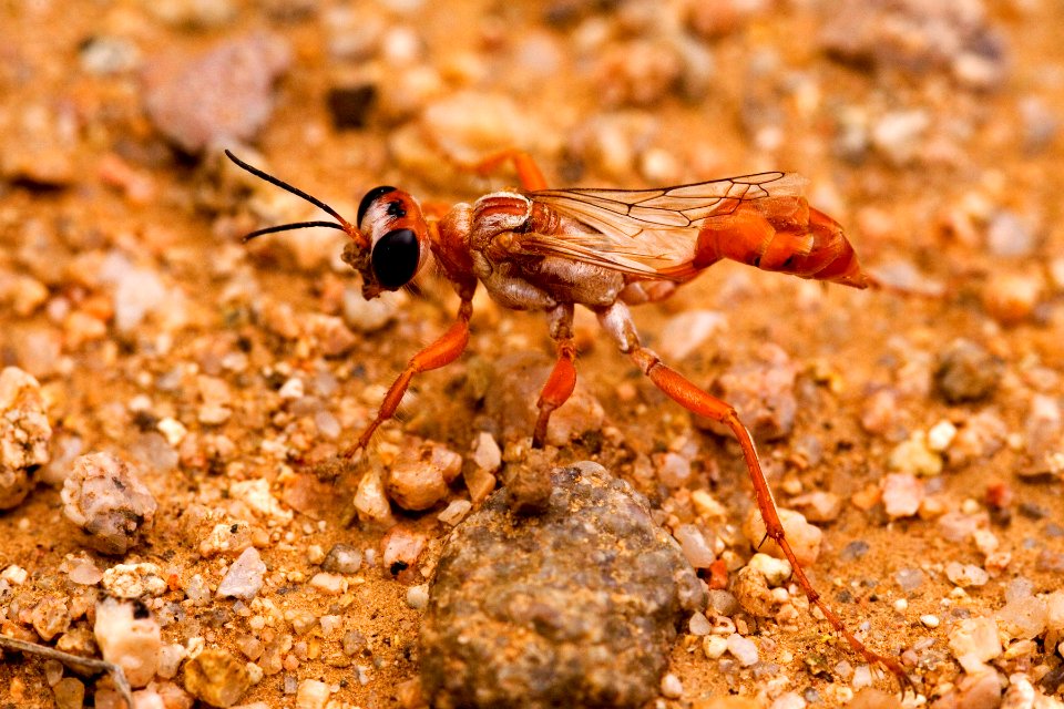 Prionyx foxi