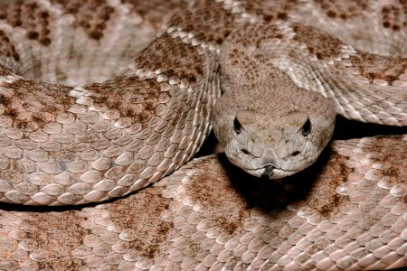 Crotalus atrox