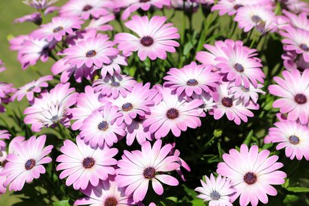 Violet flower nature flower