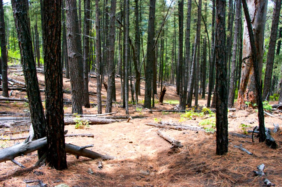 Little L.O. Trail No. 6