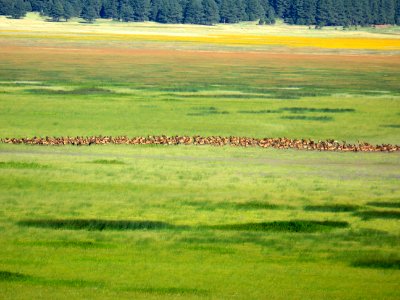 Elk Herd at Mormon Lake