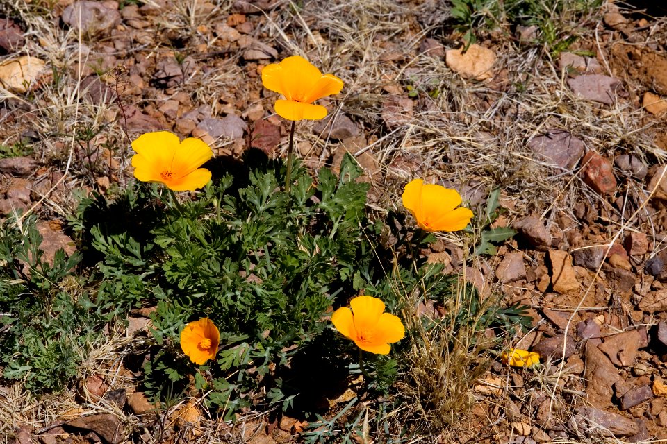 Eschscholzia californica subsp. mexicana