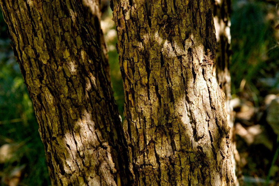 Quercus muhlenbergii