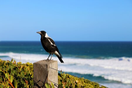 Wildlife bird beak photo