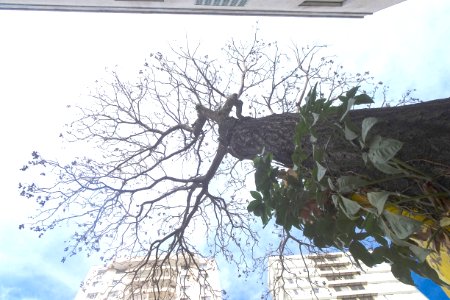 "Cedrela odorata" Cedro-rosa, Spanish Cedar