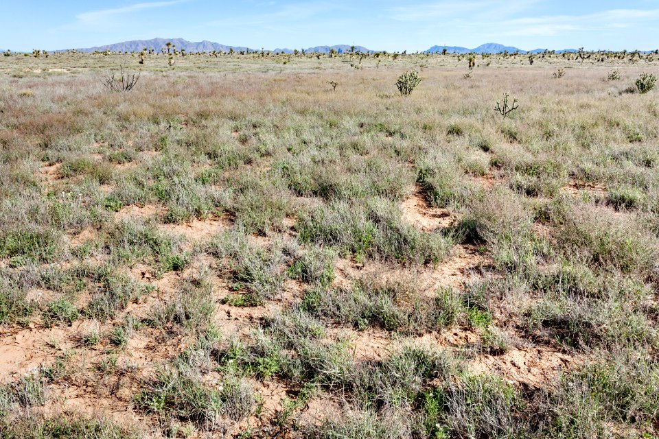 Northern Jornada del Muerto Plain