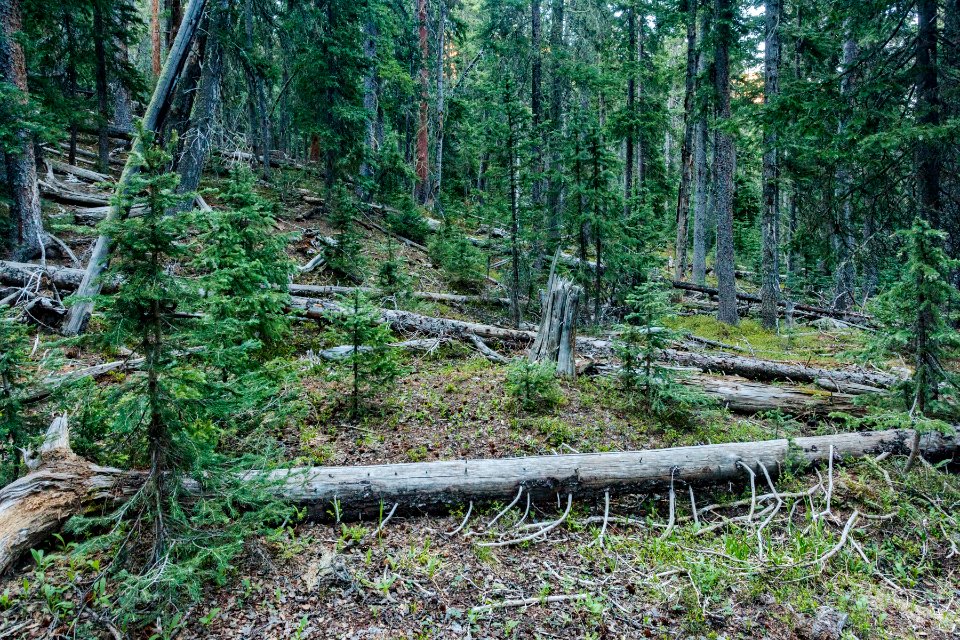 Along a tributary of Casias Creek