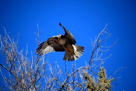 Red-Tailed Hawk