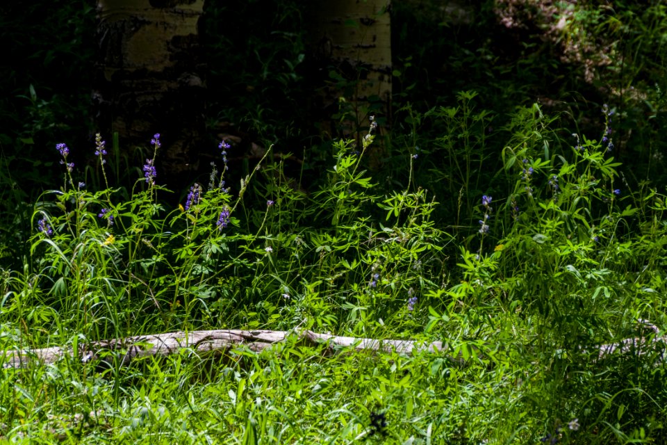 Inner Basin Trail No. 29