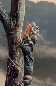 Animal creature lizard