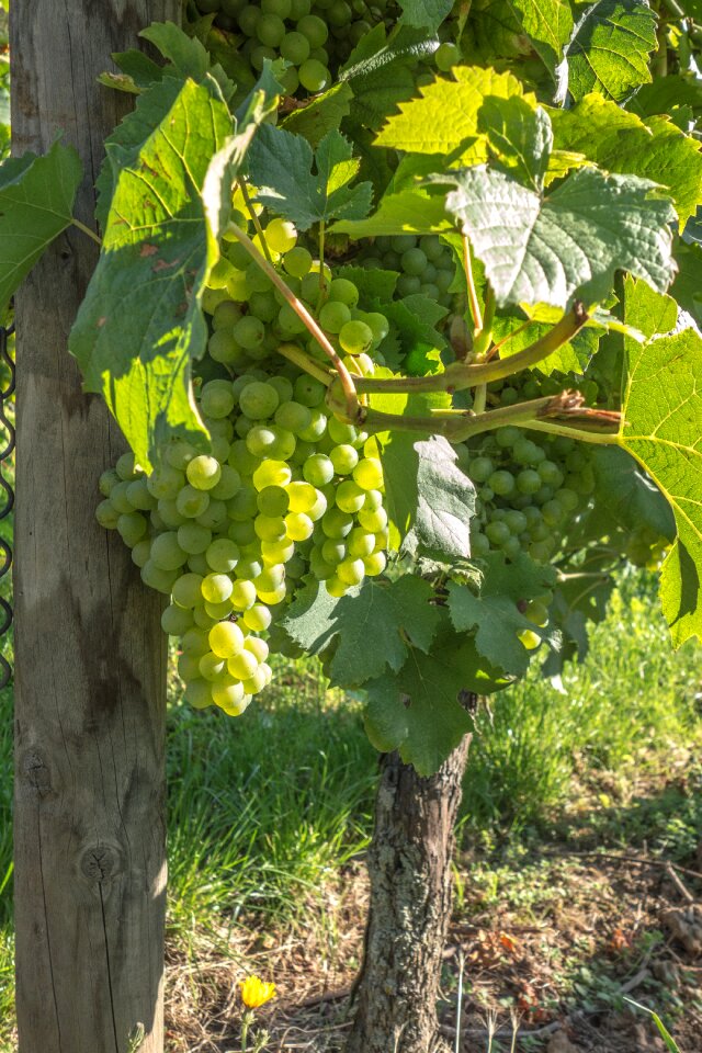 Harvest fruit plant