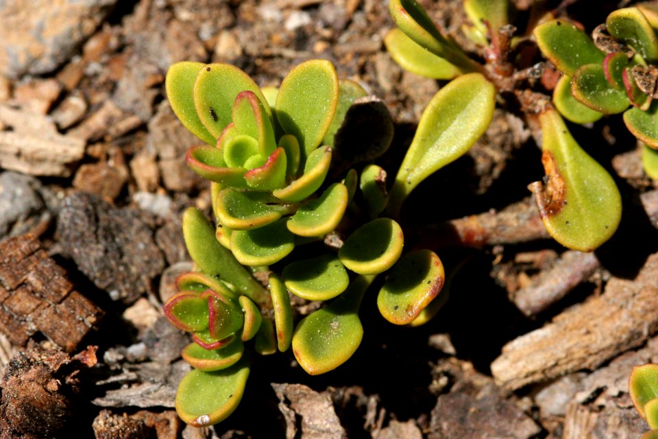 Penstemon davidsonii