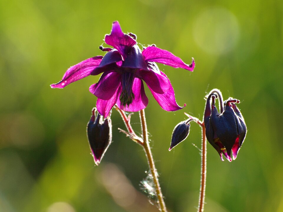 Bloom wild flower plant