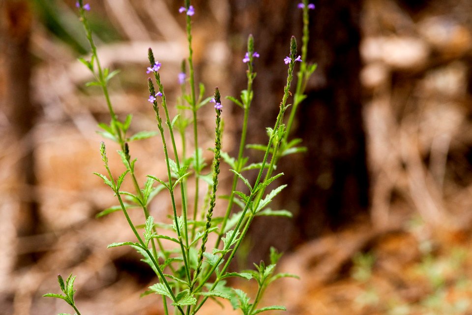 Verbena neomexicana var. neomexicana