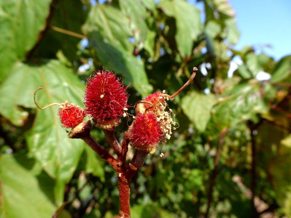 urucueiro / Urucum  "Bixa orellana" Fecunded flowers