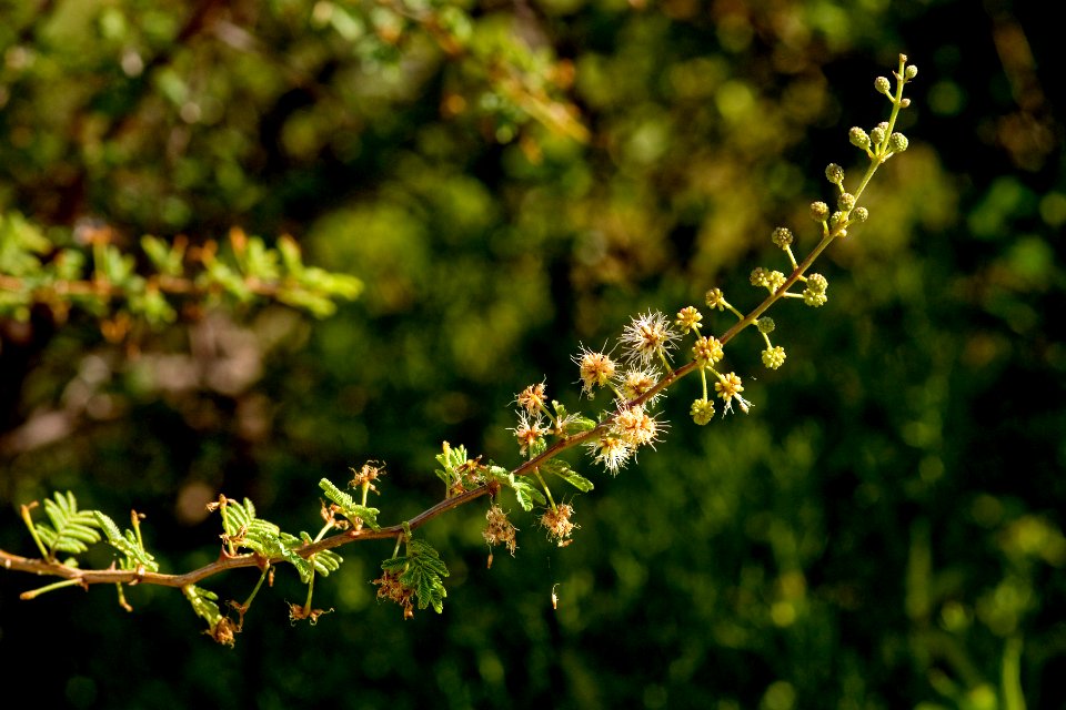 Mimosa biuncifera