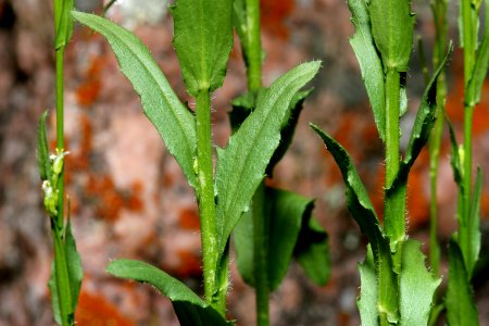 Arabis pycnocarpa