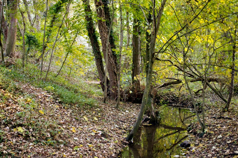 Sandford Brook at DSP