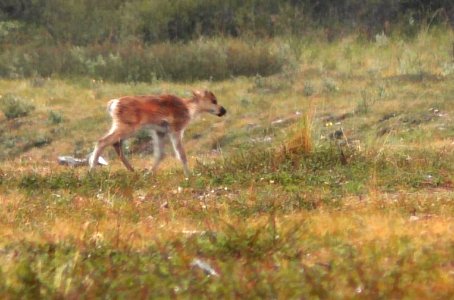 Soggy Caribou