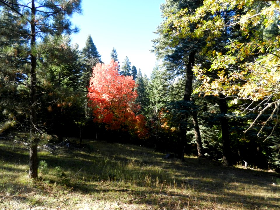 Fall color on the Mogollon Rim