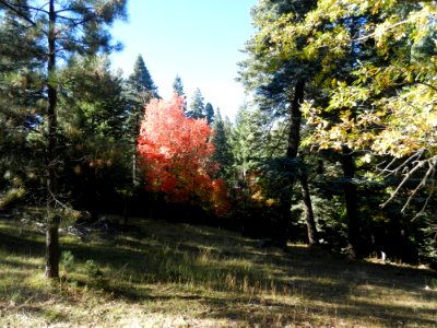 Fall color on the Mogollon Rim photo