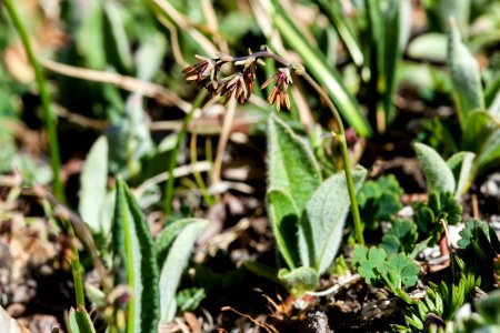 Thalictrum alpinum