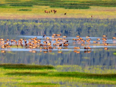 Elk Herd at Mormon Lake