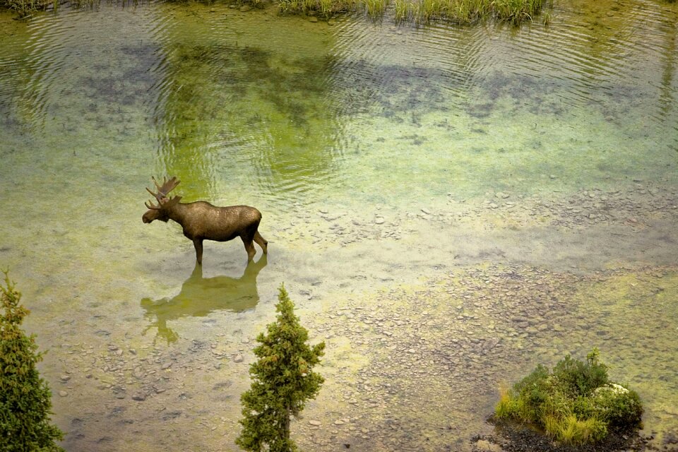 Water wildlife animal