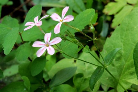 Phlox adsurgens
