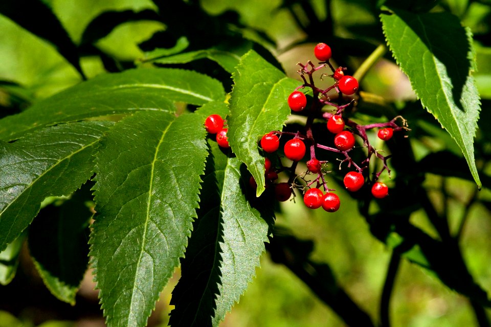 Sambucus racemosa var. microbotrys
