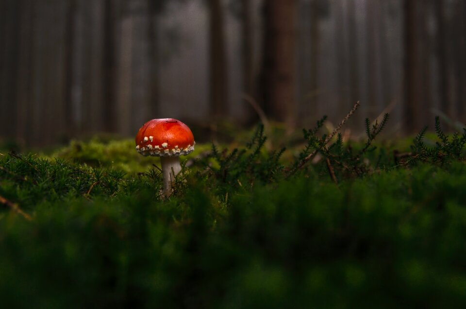 Moss fliegenpilz red fly agaric mushroom toxic