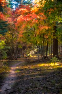 Fall color on the Mogollon Rim (October 2, 2017)