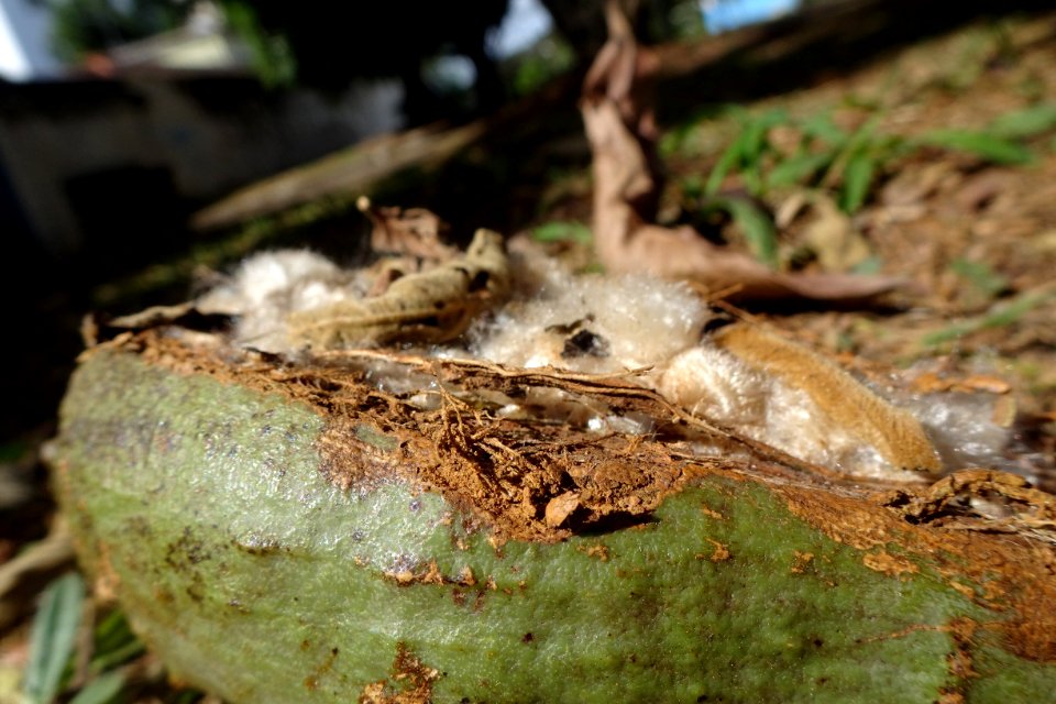 Paineira-rosa, "Ceiba speciosa" Silk-floss tree