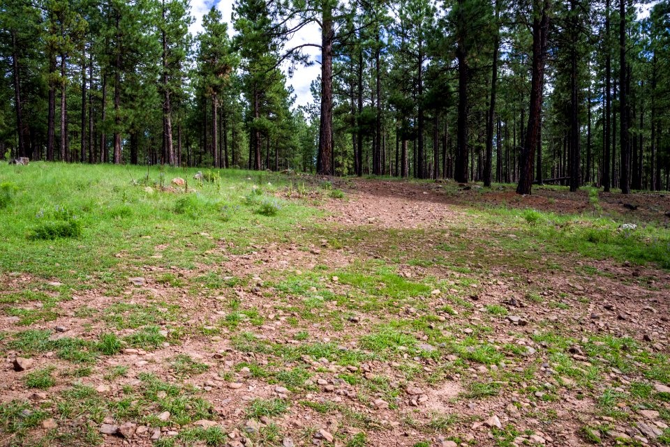 Wing Mountain Camping Area: FR 222A