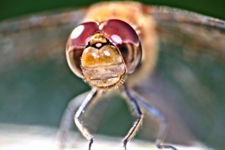 Libellule macro - macro dragonfly photo