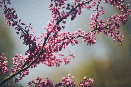 Blossoms blooming pink