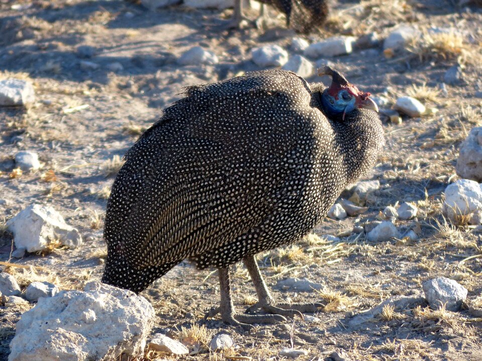 Chicken blue black animal