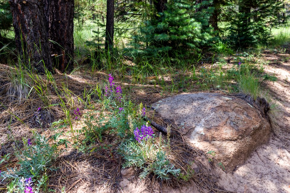 Weatherford Trail