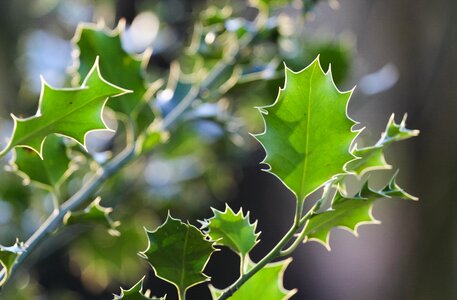 Holly spiny prickly