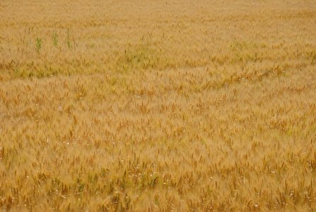 MM00-1006 UMBRIA MARCHE PLN D3000 55-200