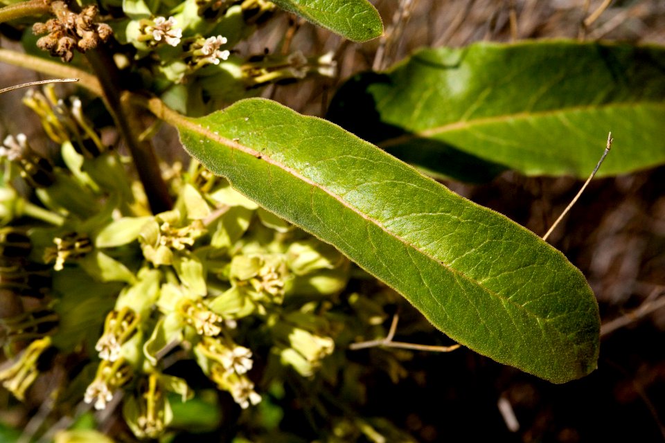 Asclepias oenotheroides