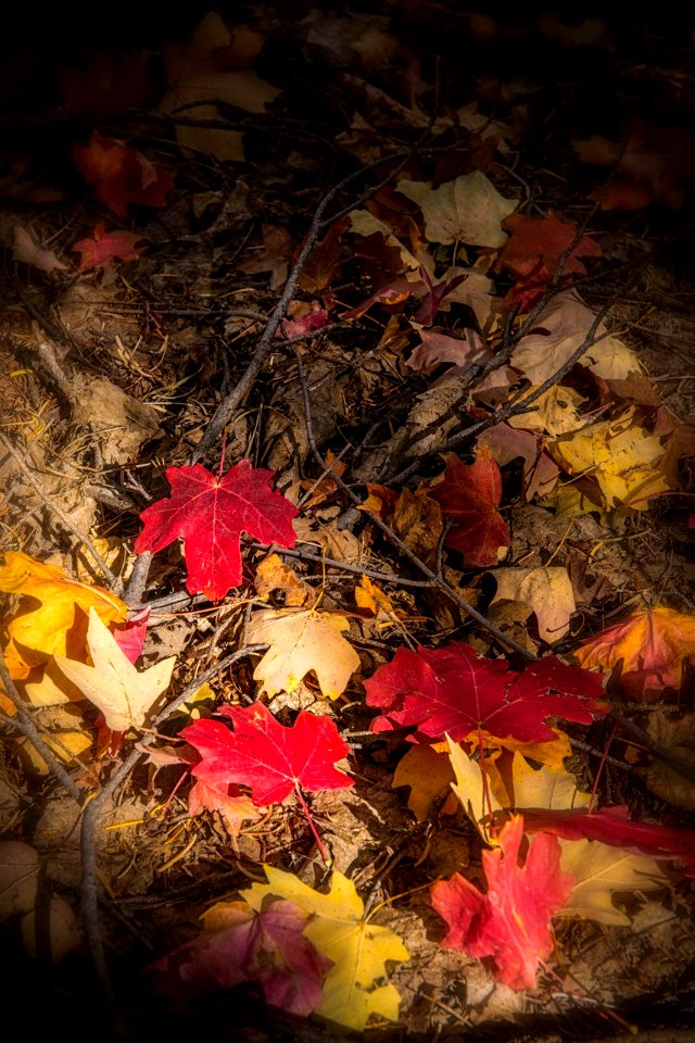 Fall color on the Mogollon Rim (October 2, 2017)