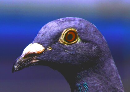 Bird violet animal photo