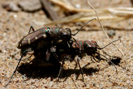 Cicindela oregana