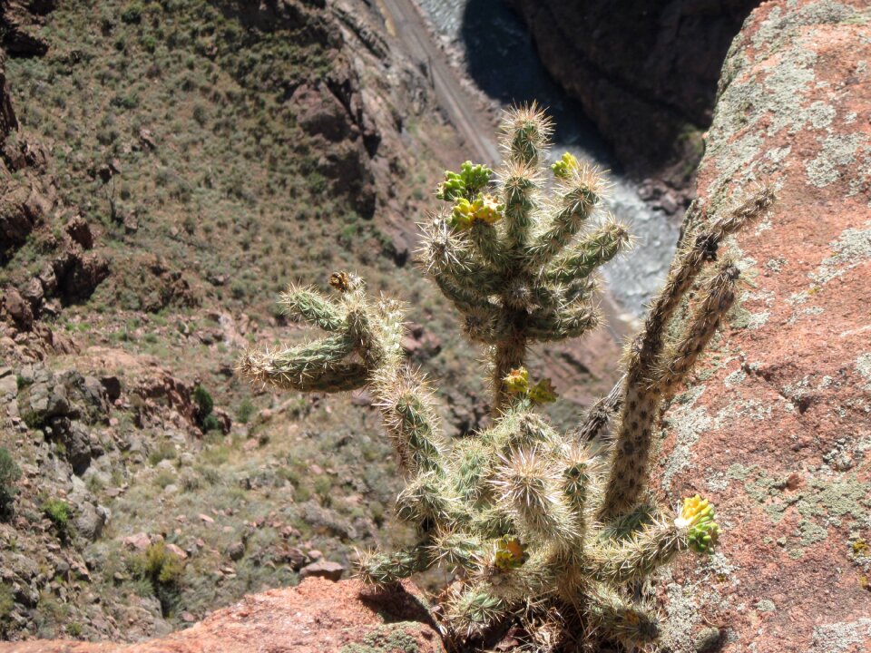 Nature succulent garden